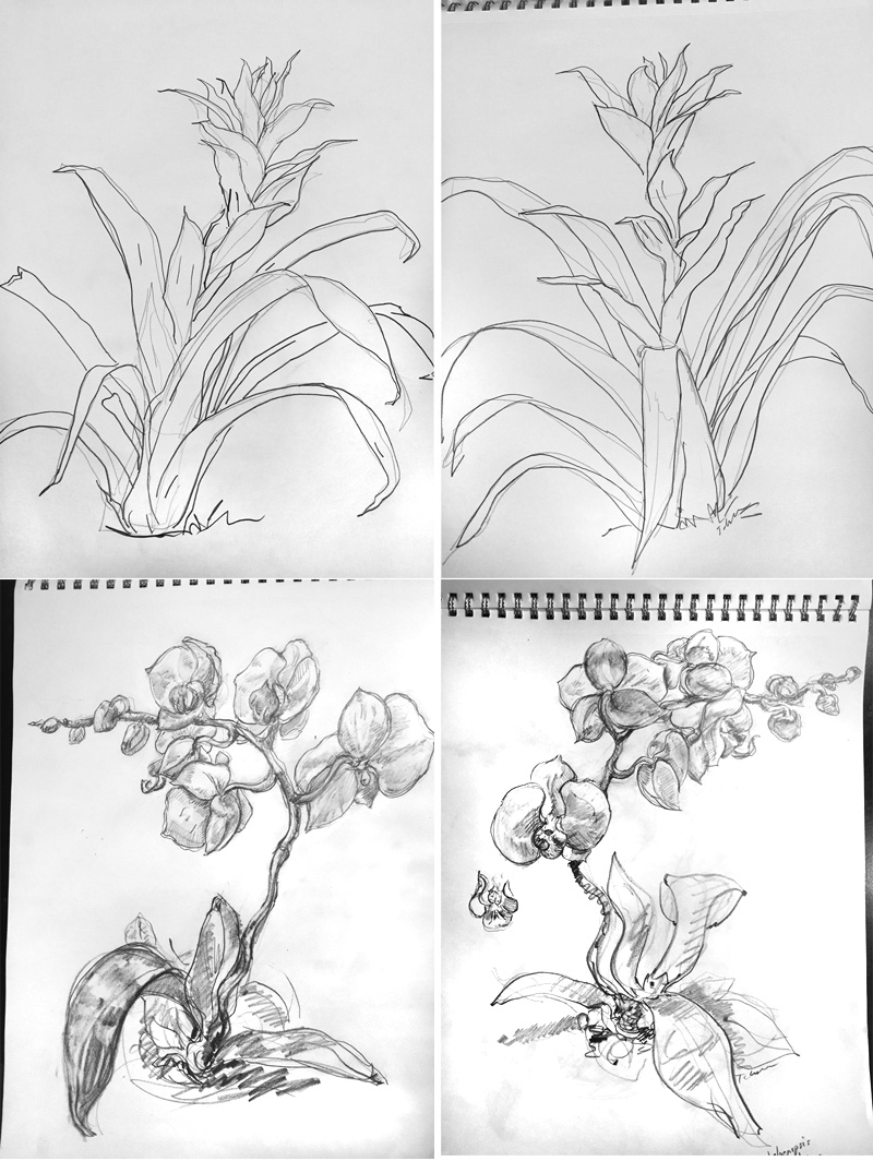 Sketches of plants at NYBG